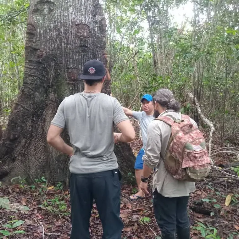 Walkers beside an enormous buttressed jungle tree