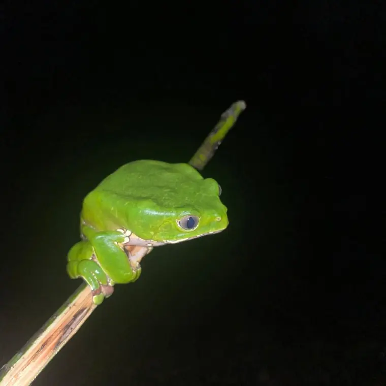 A green tree frog on a branch at night