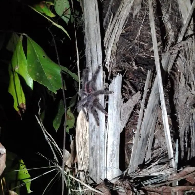 A tarantula on palm bark