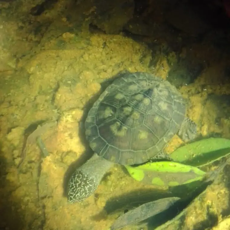 A river turtle underwater among small fish